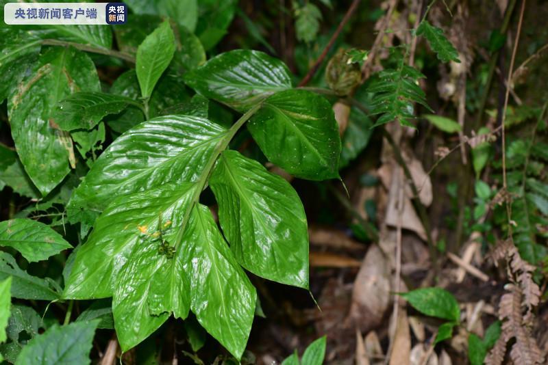 新物种！云南发现“花仙子”瑞丽舞花姜