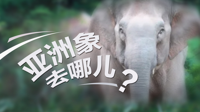 亚洲象去哪了？