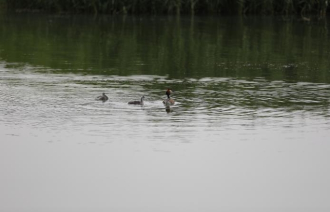 乌梁素海水质改善后，吸引了大量的鸟类栖息和繁殖。