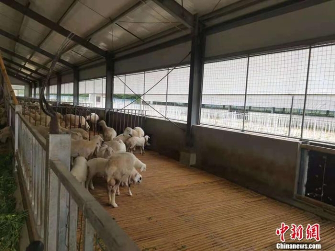 图为北梁村养殖的湖羊。 <a target='_blank' href='http://www.chinanews.com/' >中新网</a>记者 谢艺观 摄 点击进入下一页