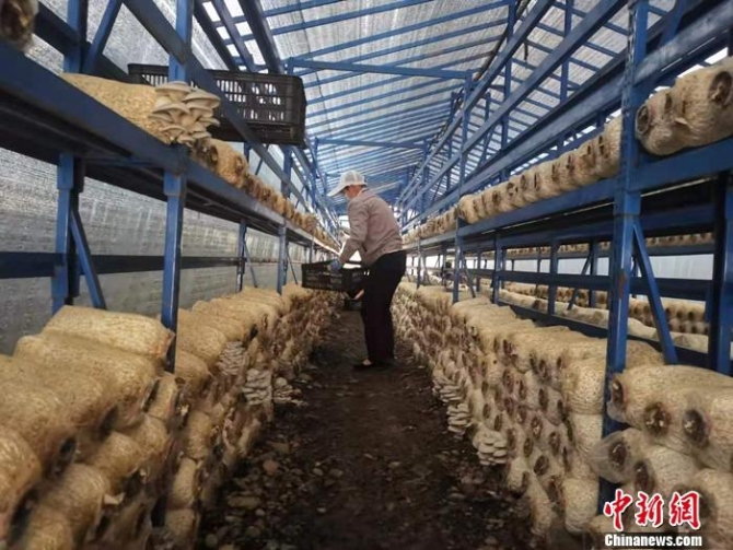图为蘑菇种植基地。 <a target='_blank' href='http://www.chinanews.com/' >中新网</a>记者 谢艺观 摄 点击进入下一页