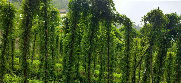 拉日村糯山药长势良好。杨洪程