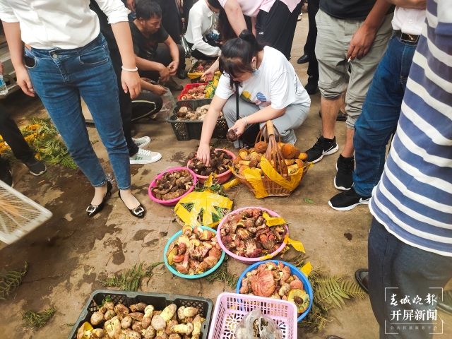 野生菌大量上市 见手青批发价降至40元 （孙江荭 朱婉琪 摄影报道）