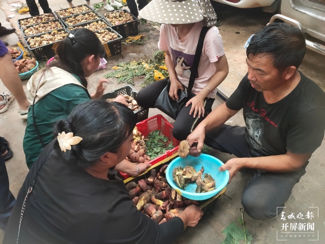 野生菌大量上市 见手青批发价降至40元 （孙江荭 朱婉琪 摄影报道）