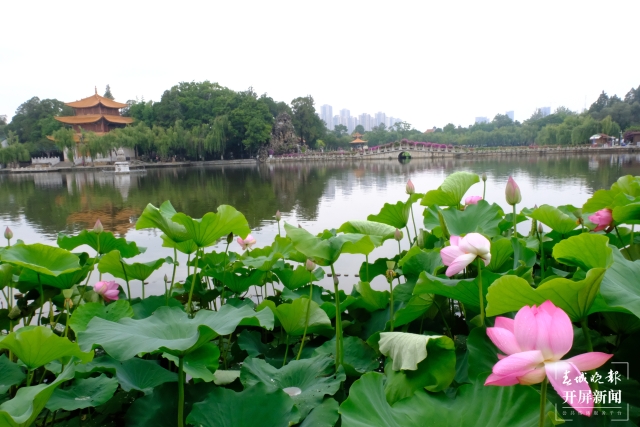 昆明荷花（春城晚报-开屏新闻记者 左学佳 费丹艺 摄）