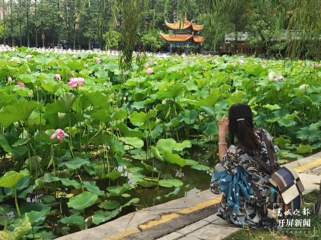 昆明荷花（春城晚报-开屏新闻记者 左学佳 费丹艺 摄）