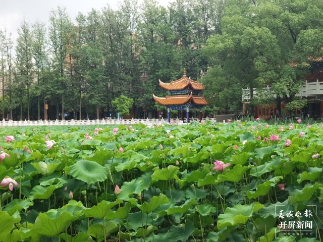 昆明荷花（春城晚报-开屏新闻记者 左学佳 费丹艺 摄）