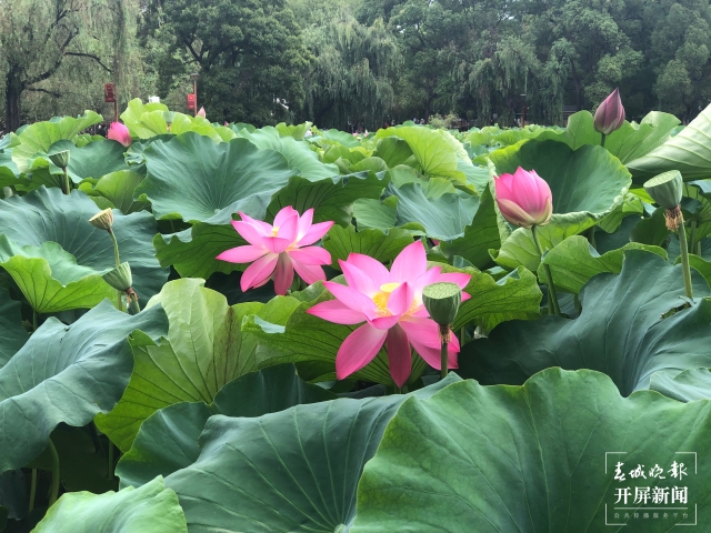 昆明荷花（春城晚报-开屏新闻记者 左学佳 费丹艺 摄）