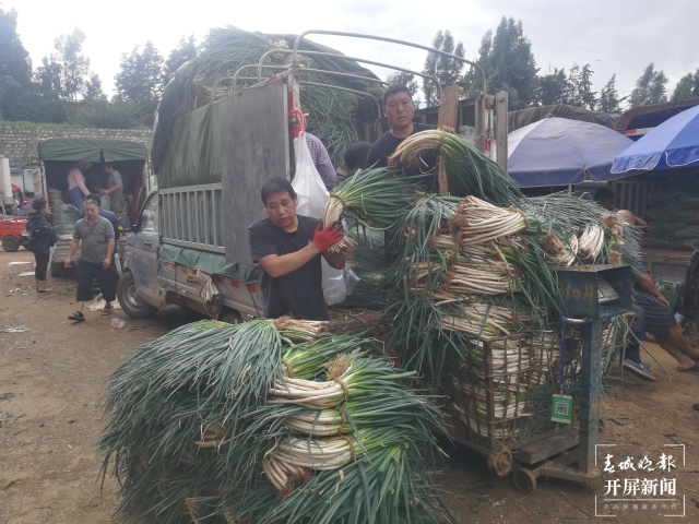 昆明大葱降价(春城晚报-开屏新闻记者 夏体雷 摄)