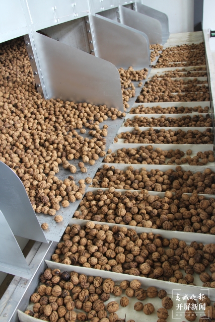 云南建成核桃澳洲坚果加工机械一体化生产线23条 (1).jpg