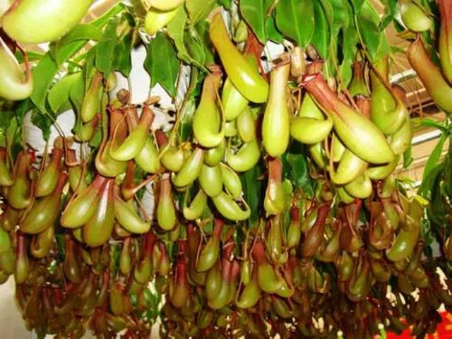 猪笼草（图据普洱文旅资讯公众号）