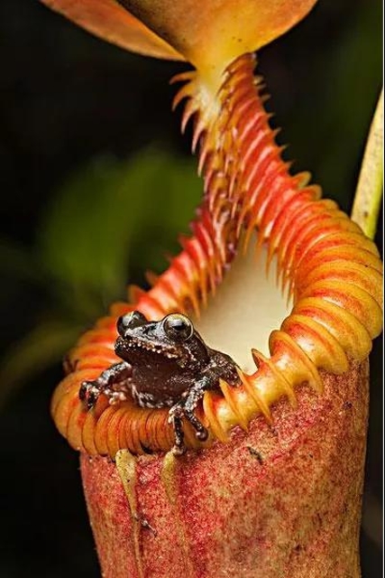 猪笼草（图据普洱文旅资讯公众号）