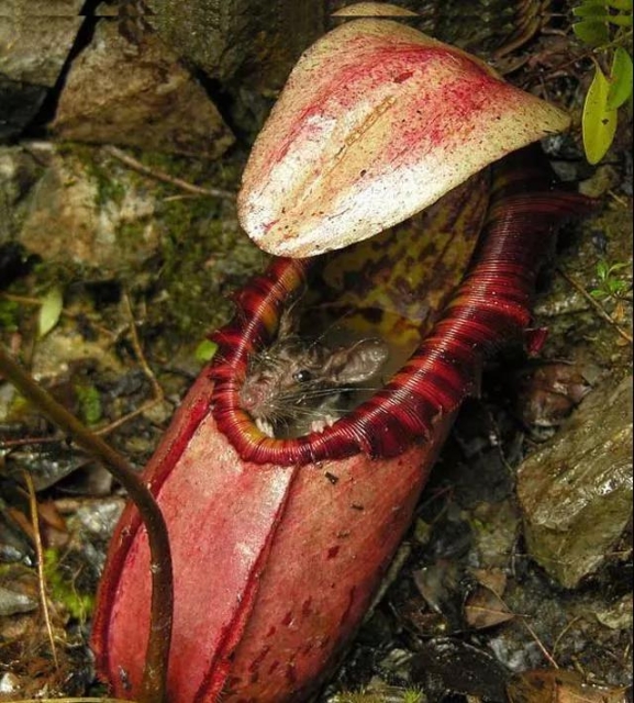 猪笼草（图据普洱文旅资讯公众号）