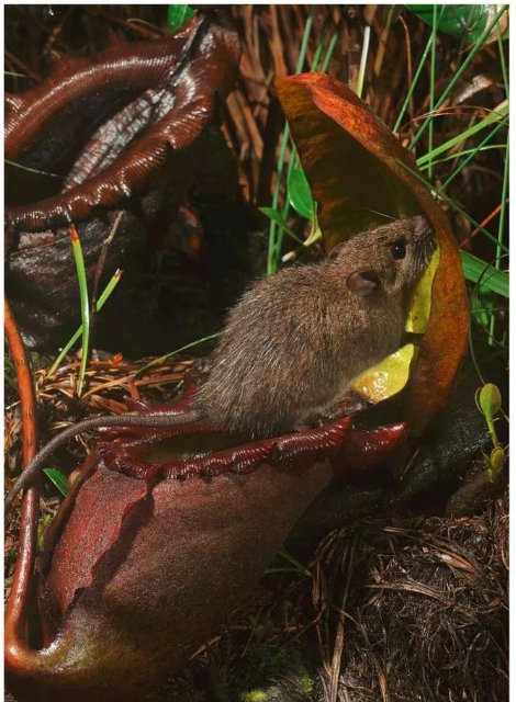 猪笼草（图据普洱文旅资讯公众号）