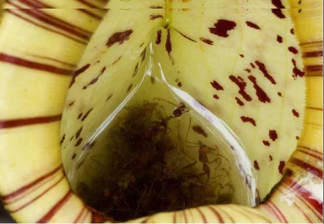 猪笼草（图据普洱文旅资讯公众号）