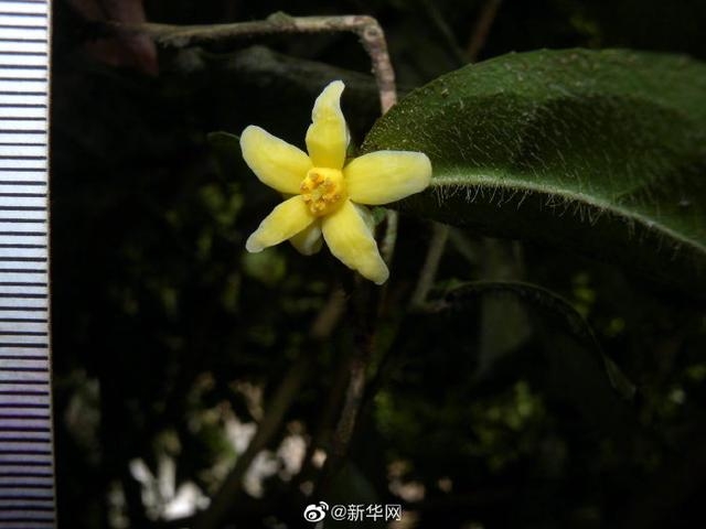 云南管蕊茶（图据新华网）.jpg