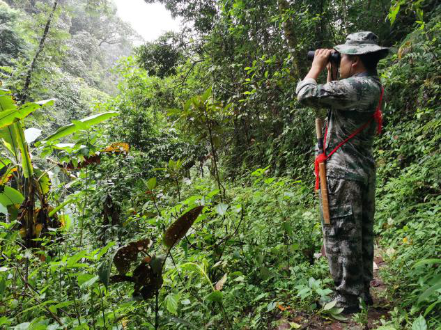 望远镜是杨开所观察菲氏叶猴最主要的工具。(王莉莉 摄)