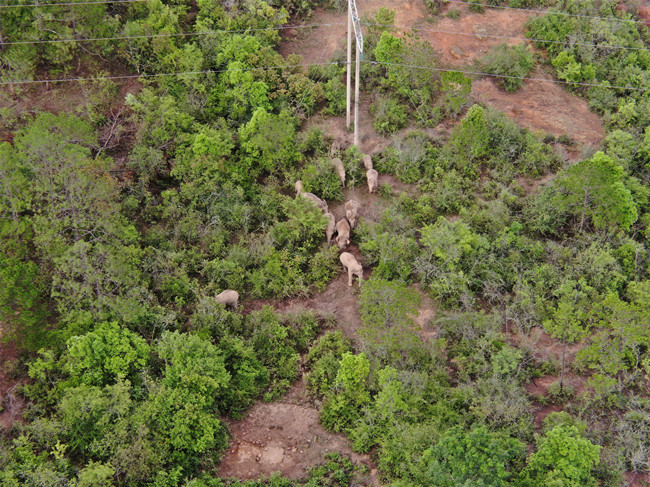 云南省森林消防总队供图 (5) 云南省森林消防总队供图 (5)