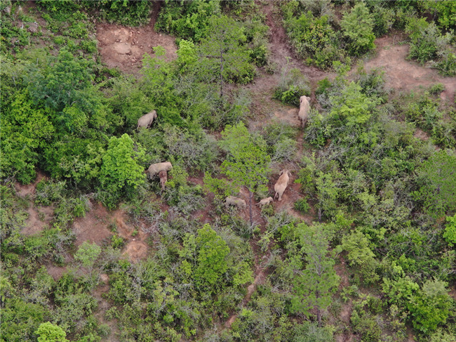 云南省森林消防总队供图 (6) 云南省森林消防总队供图 (6)