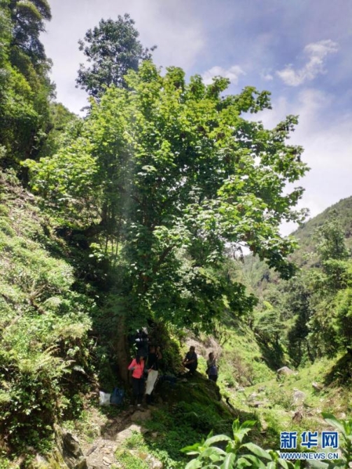 让濒危物种“绝处逢生”——“动植物王国”云南拯救极小种群物种记事