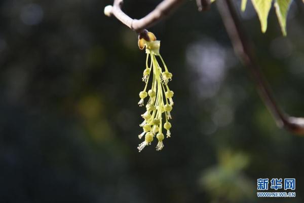 让濒危物种“绝处逢生”——“动植物王国”云南拯救极小种群物种记事