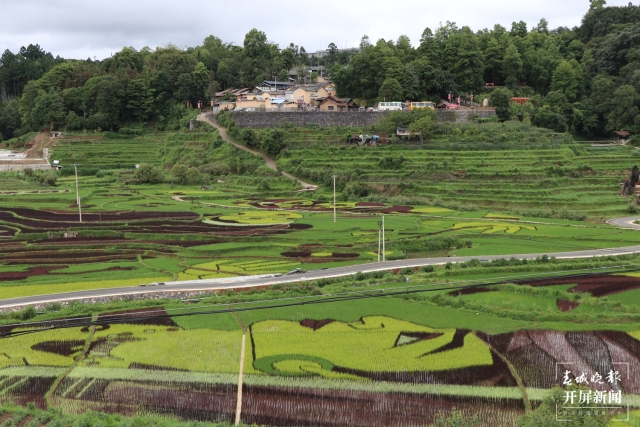 腾冲：彩色水稻为清水司莫拉“景”上添“花” 崔敏 通讯员 段生绍 杨焱淼 摄
