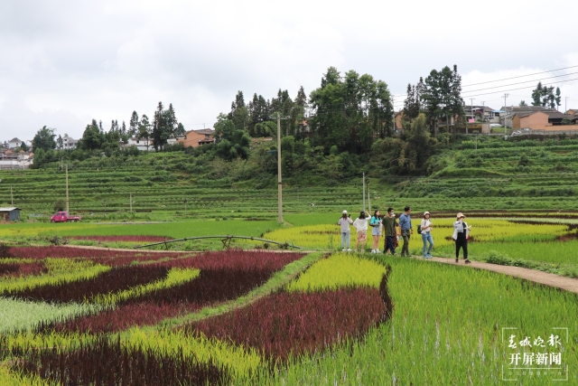 腾冲：彩色水稻为清水司莫拉“景”上添“花” 崔敏 通讯员 段生绍 杨焱淼 摄