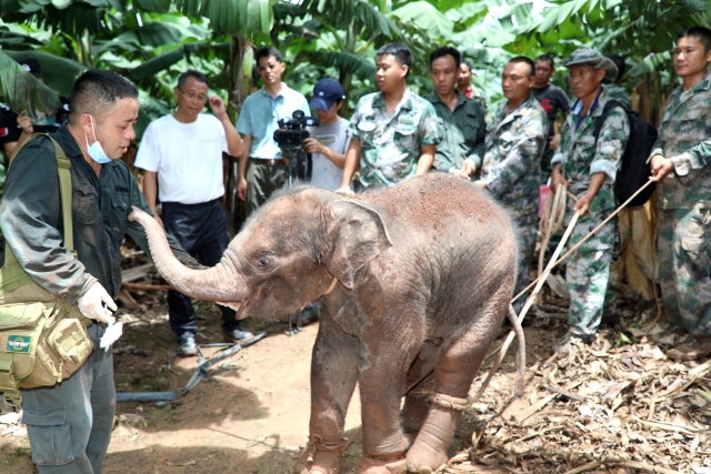 西双版纳一头小野象腿部受伤滞留茶叶地(图据云报客户端)