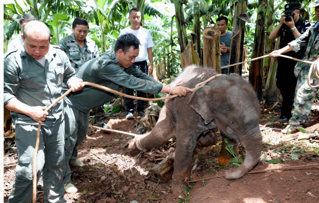 西双版纳一头小野象腿部受伤滞留茶叶地(图据云报客户端)