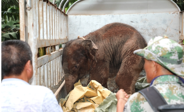 西双版纳一头小野象腿部受伤滞留茶叶地(图据云报客户端)