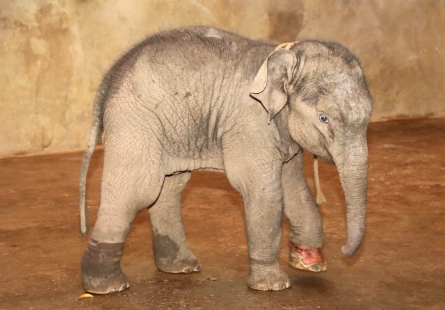 西双版纳一头小野象腿部受伤滞留茶叶地(图据云报客户端)