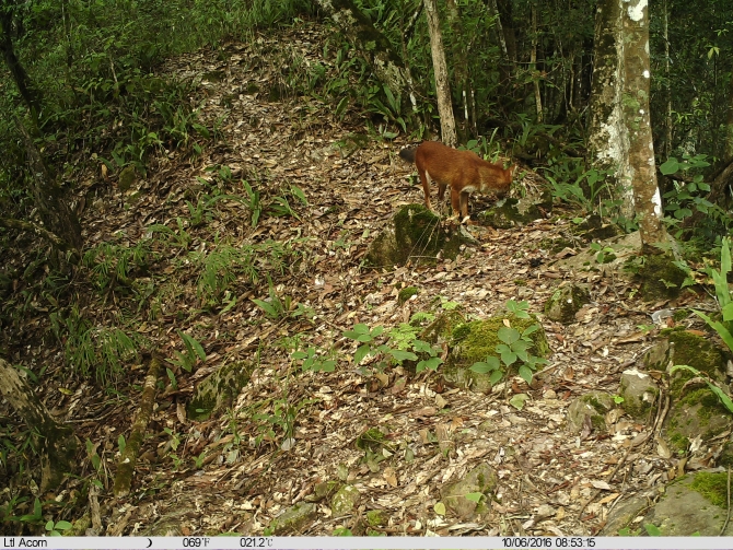 红豺。南滚河国家级自然保护区供图