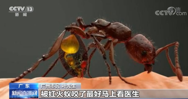 红火蚁3.png