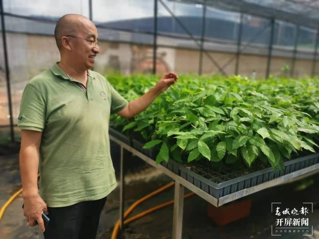 收货国内最大规模订单！昆明这里的菌种卖遍云贵川（春城晚报-开屏新闻记者 张勇 摄）