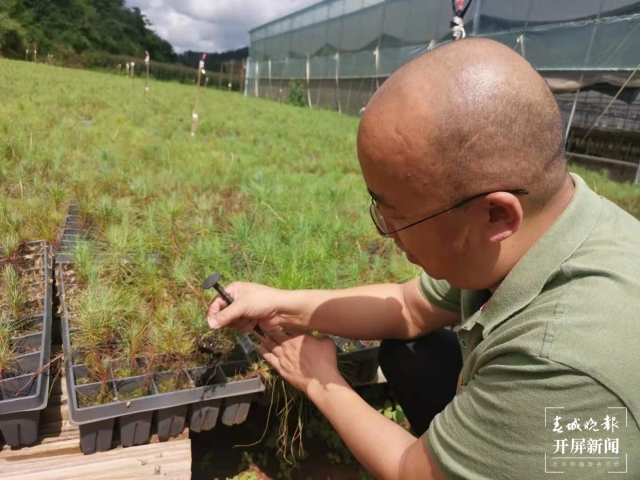 收货国内最大规模订单！昆明这里的菌种卖遍云贵川（春城晚报-开屏新闻记者 张勇 摄）