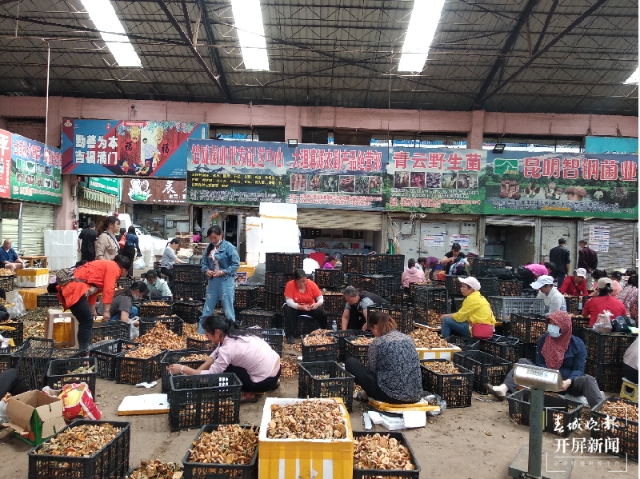 吃货们冲呀!30吨谷熟菌在昆明上市,价格很亲民