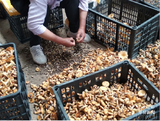 吃货们冲呀!30吨谷熟菌在昆明上市,价格很亲民