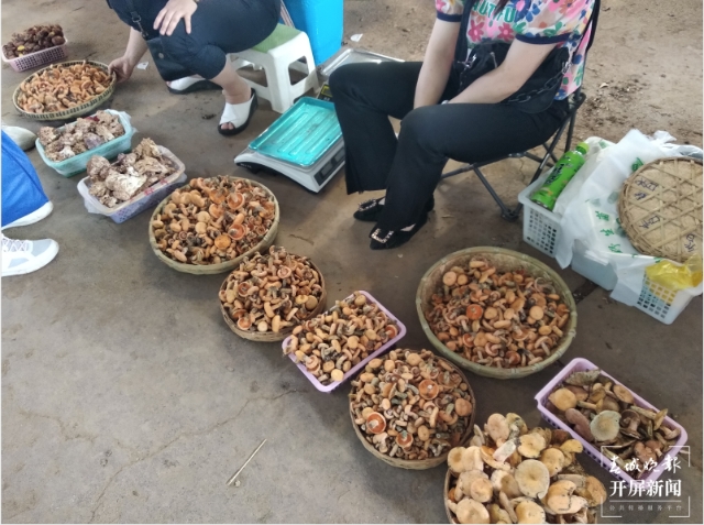 吃货们冲呀!30吨谷熟菌在昆明上市,价格很亲民