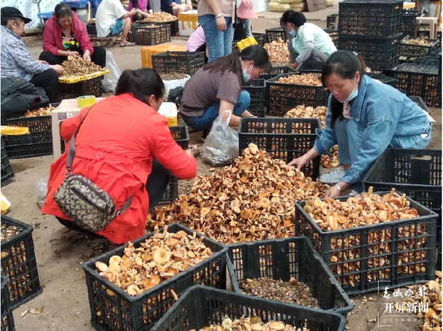 吃货们冲呀!30吨谷熟菌在昆明上市,价格很亲民