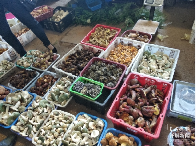 吃货们冲呀!30吨谷熟菌在昆明上市,价格很亲民