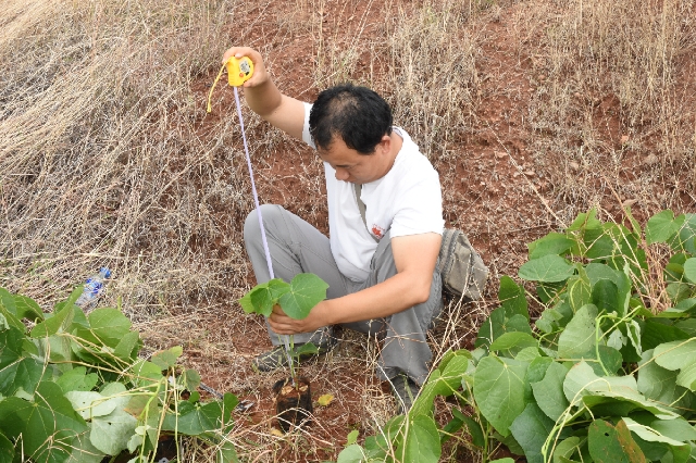 野生种群不足5000株，云南建立首个云南梧桐就地保护点 供图