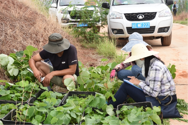 野生种群不足5000株，云南建立首个云南梧桐就地保护点 供图