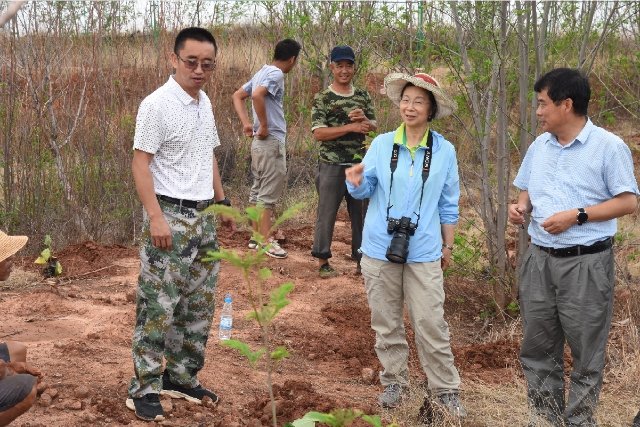 野生种群不足5000株，云南建立首个云南梧桐就地保护点 供图