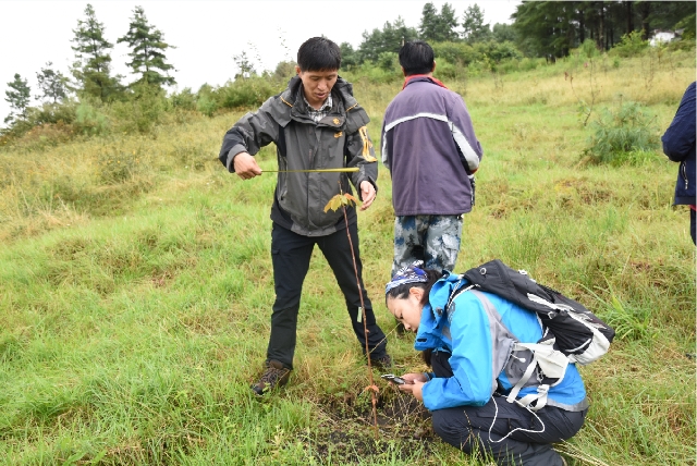 野生种群不足5000株，云南建立首个云南梧桐就地保护点 供图