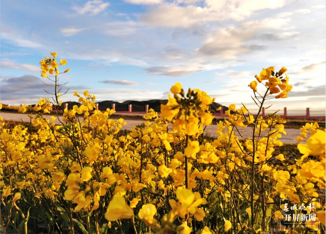 美得像梦境！9月，油菜花在海拔3650米的云南这个地方盛开 春城晚报-开屏新闻记者 蒋琼波 通讯员 罗丽红 罗桢 摄影报道