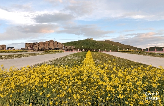 美得像梦境！9月，油菜花在海拔3650米的云南这个地方盛开 春城晚报-开屏新闻记者 蒋琼波 通讯员 罗丽红 罗桢 摄影报道