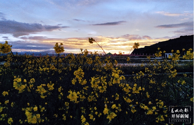 美得像梦境！9月，油菜花在海拔3650米的云南这个地方盛开 春城晚报-开屏新闻记者 蒋琼波 通讯员 罗丽红 罗桢 摄影报道