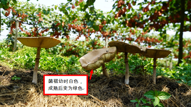 夫妻俩吃完进了抢救室