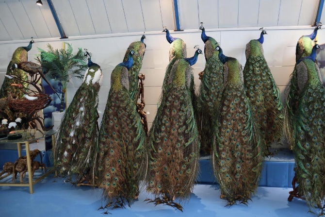 (孔雀标本 央视网记者 王静远 摄)