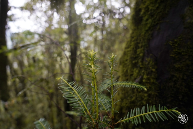 云南野生红豆杉十8月26日拍摄_副本.jpg